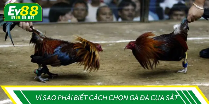 Cần nắm rõ cách chọn gà đá cựa sắt để đảm bảo chiến thắng trong trận đấu