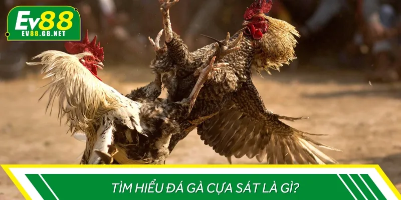 Tìm hiểu đá gà cựa sắt là gì mà được nhiều người yêu thích