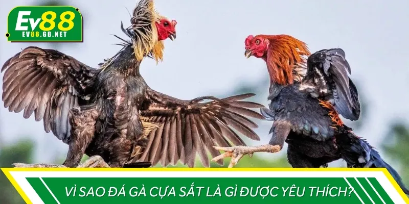 Có nhiều lý do để chọi gà cựa sắt nhận được nhiều tình cảm